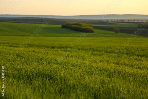 Beautiful green wheat farm. Food issue concept. © RetoricMedia