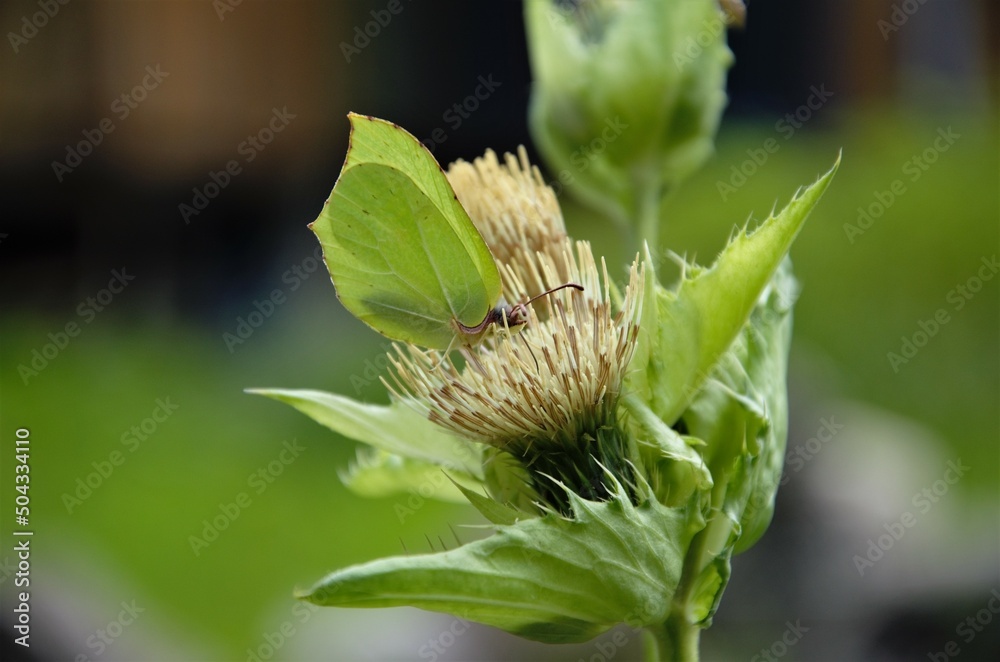 butterfly with green wings merges with grass butterfly with green wings merges with grass