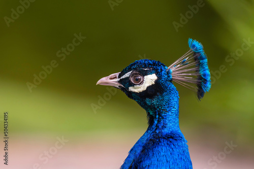 Seitliches Portrait eines männlichen Pfau photo