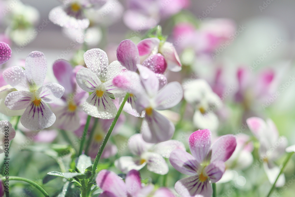 purple viola flowers on purple background