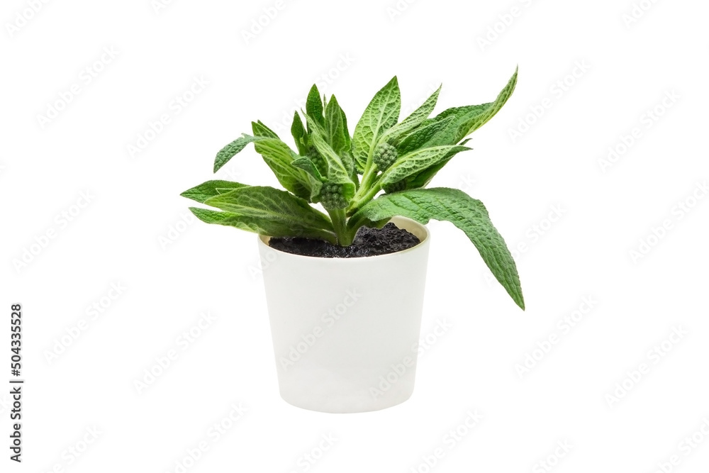 Indoor plant isolated on a white background Indoor plant isolated on a white background