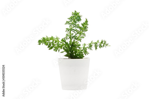 Indoor plant isolated on a white background © zaharov43