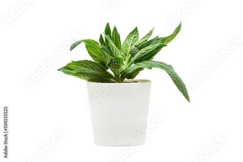 Indoor plant isolated on a white background