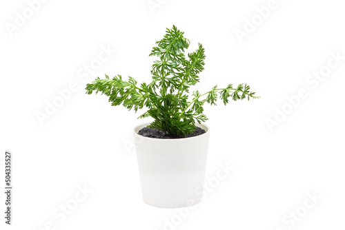 Indoor plant isolated on a white background © zaharov43