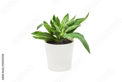 Indoor plant isolated on a white background