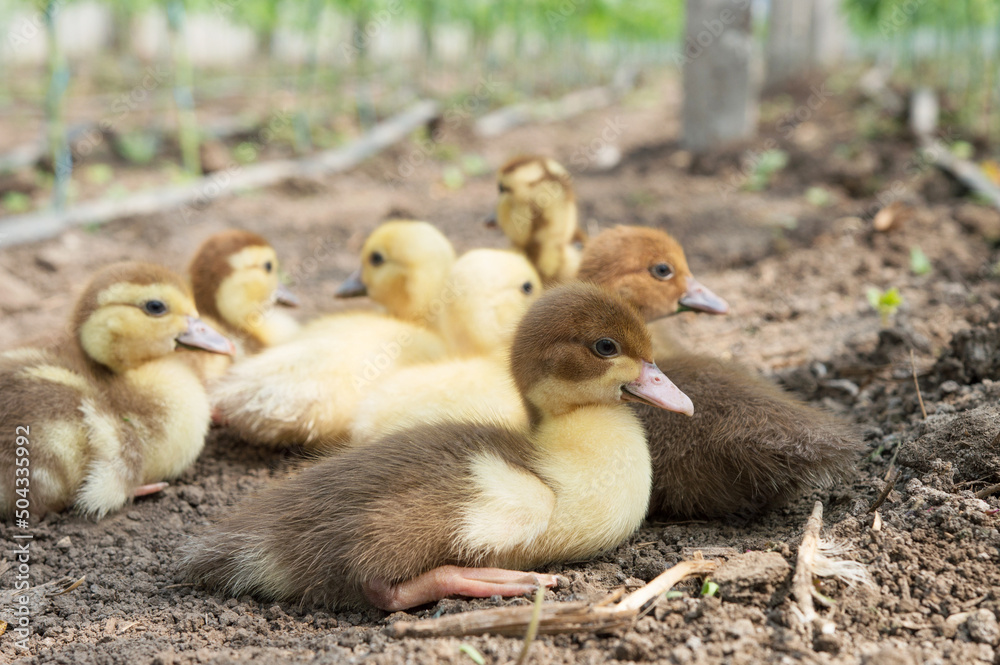Little ducks are sitting in the grass. For an article about ducks, veterinary clinic. printing on a calendar, notepad, textiles.
Little ducks are sitting in the grass. For an article about ducks, veterinary clinic. printing on a calendar, notepad, textiles.