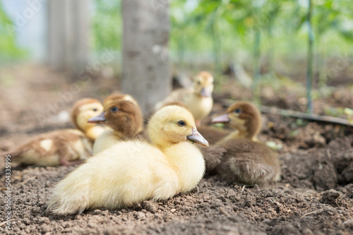 Little ducks are sitting in the grass. For an article about ducks, veterinary clinic. printing on a calendar, notepad, textiles.
