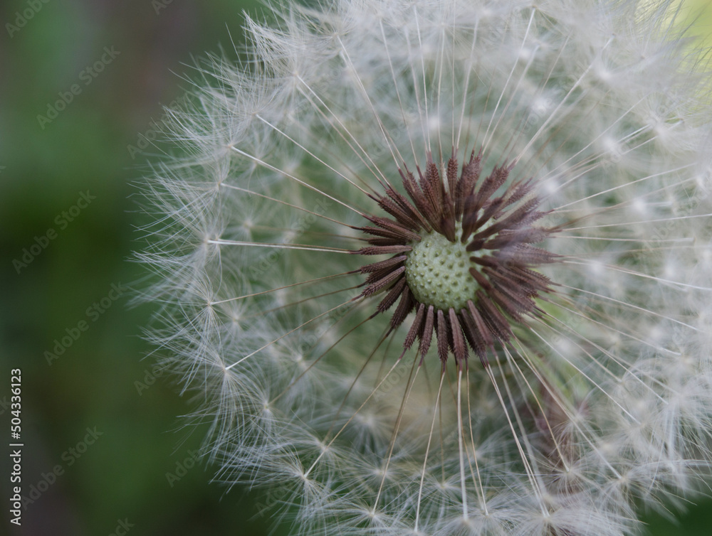 Fototapeta premium dandelion close-up on a background of green grass. printing for a magazine, book, tablecloth, gift paper, textiles, household goods, beauty sphere, children's clothing.
