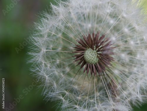 dandelion close-up on a background of green grass. printing for a magazine, book, tablecloth, gift paper, textiles, household goods, beauty sphere, children's clothing.