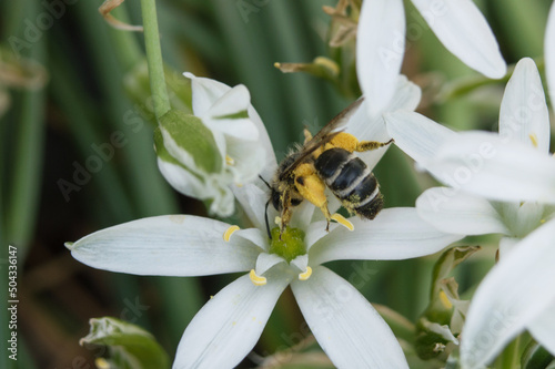 beautiful white flower close-up with a bee on a background of green grass. printing for a magazine, book, tablecloth, gift paper, textiles, household goods, children's clothing.