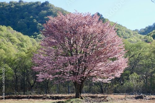 桧原の一本桜・裏磐梯（福島県・北塩原村） photo