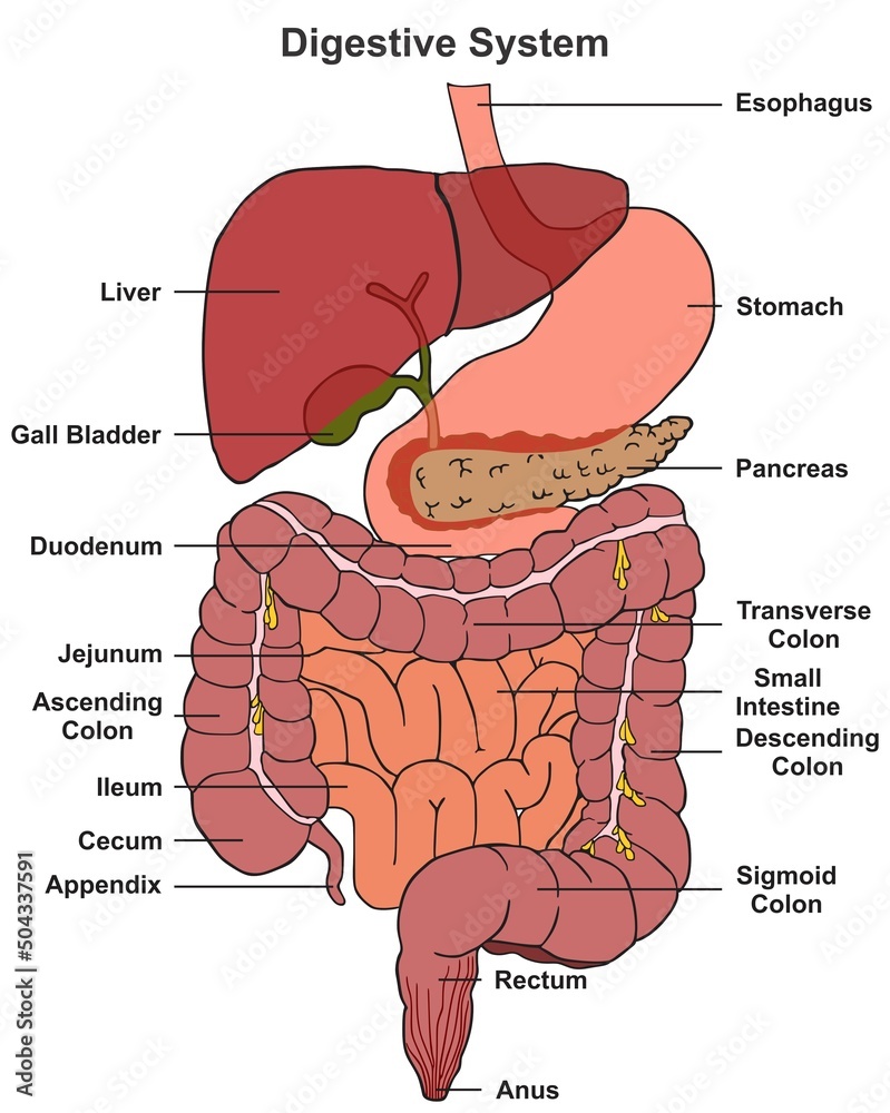 Human digestive system tract anatomy structure and parts infographic