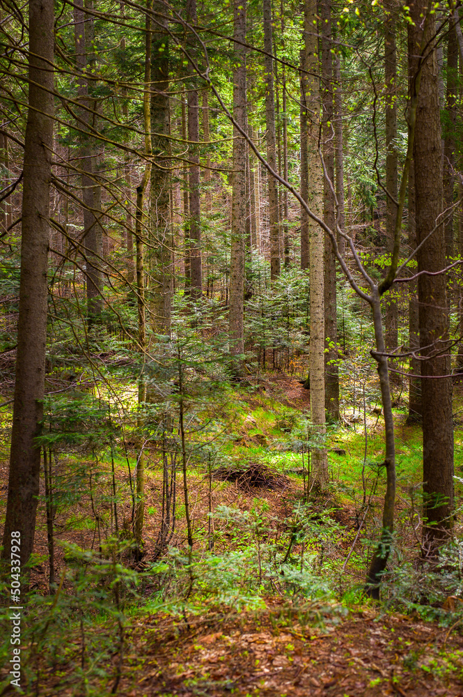 Obraz premium dense coniferous forest on a hot day