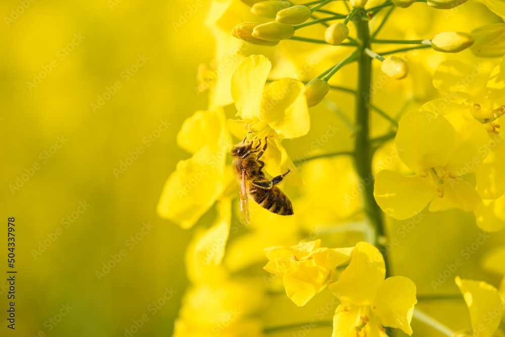 Bee collecting pollen for honey on blooming rapeseed canola flowers. Bee collecting pollen for honey on blooming rapeseed canola flowers.