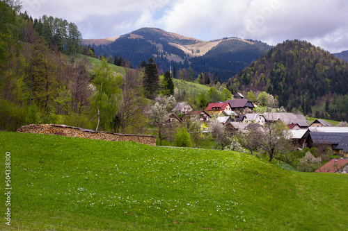 alpine landscape with vintage hay drying rack on the hill covered by daffodils  photo