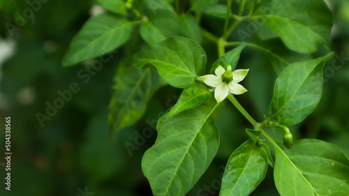 flowers from chili plants in the garden