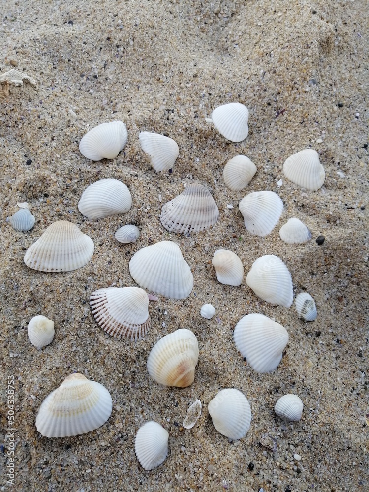 Beautiful sea shells on the shore of the Black Sea 