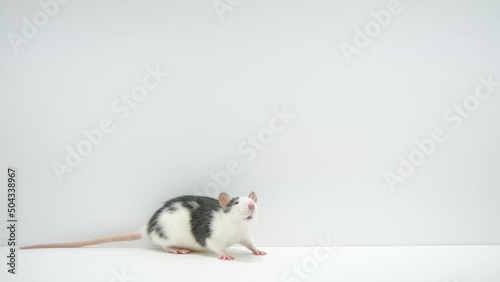 周りの様子をうかがって立ち上がった後何処かへ行くラット