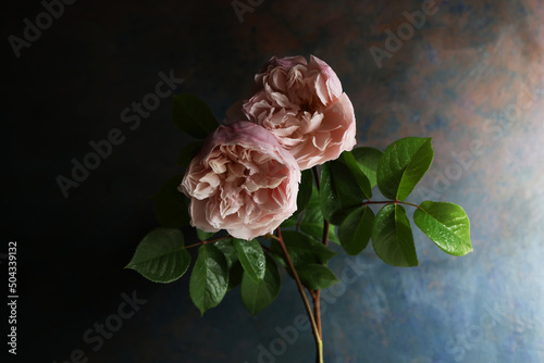 Romantiche rose antiche di colore rosa pallido photo