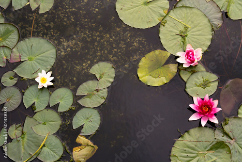 Water lilies on a pond, lake or swamp, top view