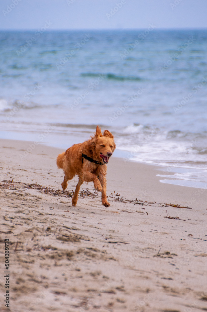 dog running on the beach