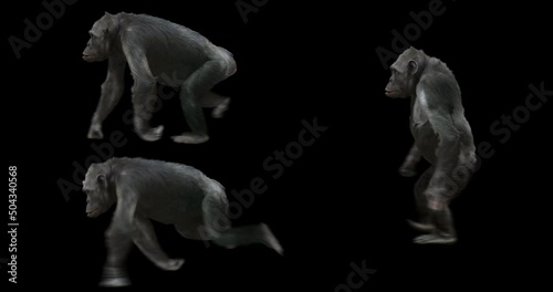 Ape Chimp realistic animation. Isolated сhimpanzee video including alpha channel. photo