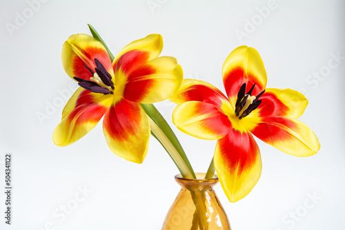 Tulpen / Blumen photo