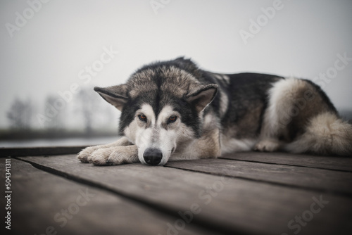 Alaskan Malamute dog lies on a wooden pier