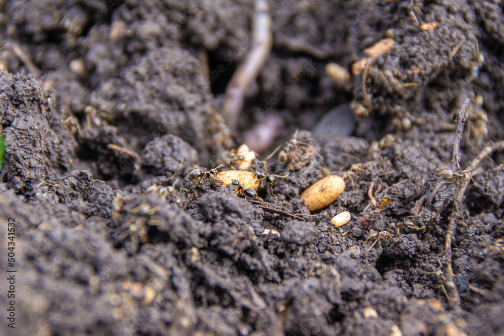 during the digging of the soil, the nest of garden ants was destroyed, which began saving offspring during the digging of the soil, the nest of garden ants was destroyed, which began saving offspring