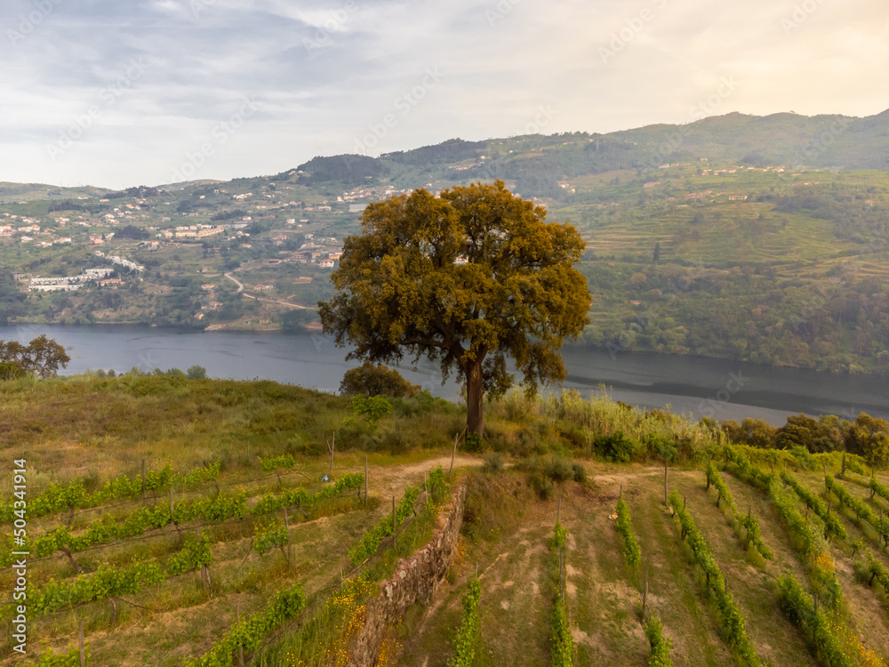 Douro valley in wine region with the famous douro river. Portugal 