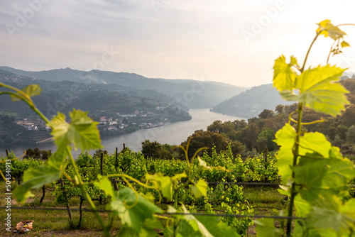 Douro valley in wine region with the famous douro river. Portugal  photo