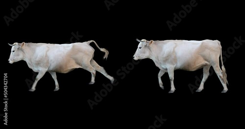 Set of white bull realistic animation. Isolated animal video including alpha channel allows to add background in post-production. Element for visual effects photo