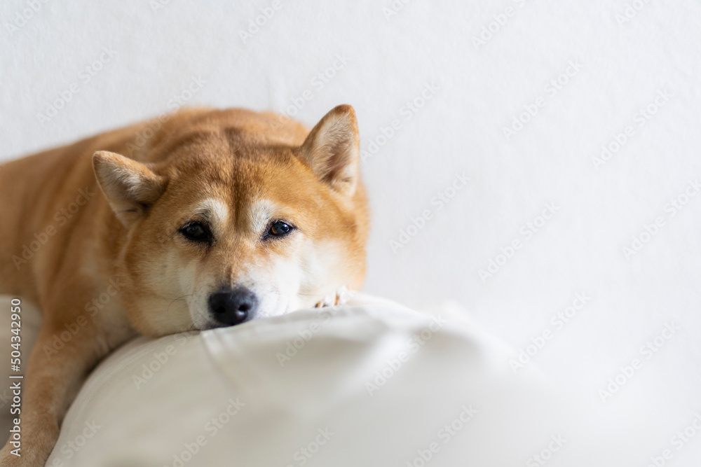 Red Shiba Inu sleeping on the sofa Red Shiba Inu sleeping on the sofa