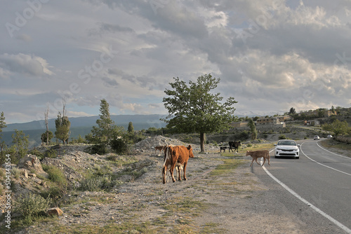 red cow and calves near a country road along which a car is moving. Dagestan, mountains and clouds on the horizon