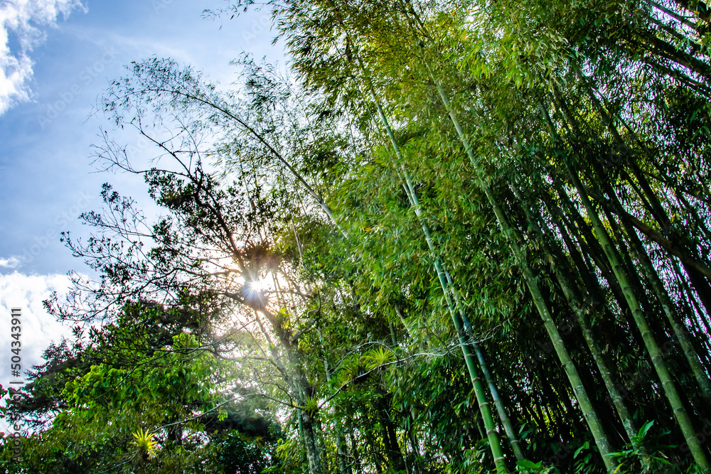 Fototapeta premium Sun setting behind bamboo trees.