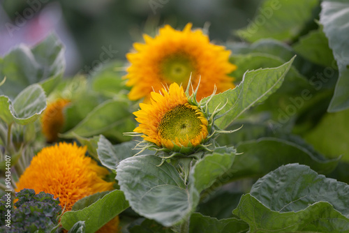 bright sunflower flowers among green leaves