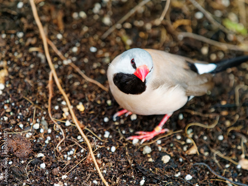 Bathing in a bird bath, a Long tailed finch bird Poephila acuticauda cools off in Australia. photo