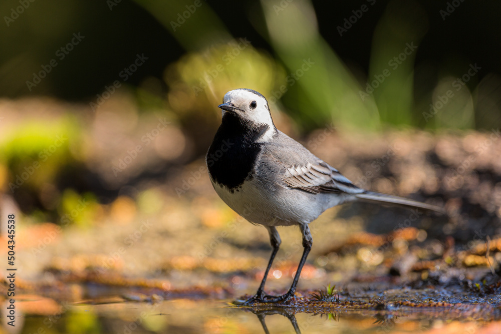 Obraz premium White wagtail in closeup