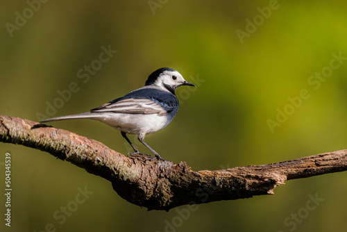 White wagtail in closeup