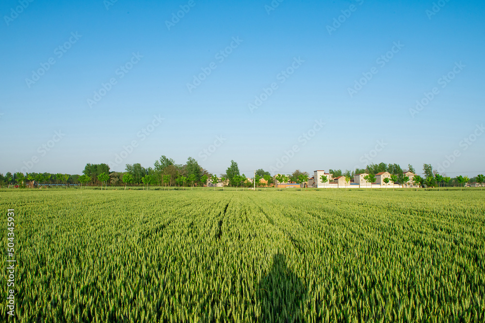 countryside landscape,wheat field with blue sky. countryside landscape,wheat field with blue sky.
