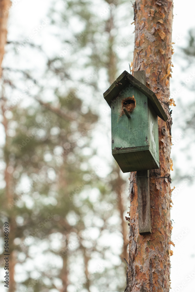Handmade birdhouse hanging on a tall pine tree in a wild forest Handmade birdhouse hanging on a tall pine tree in a wild forest
