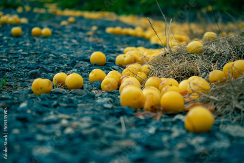 Yellow fruits fallen on the ground