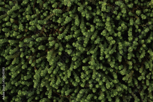 Flat lay of greenery. Background texture of green grass. Close up