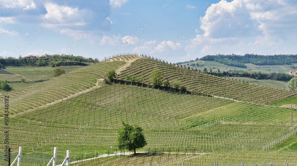 the landscapes of the Piedmontese Langhe of Barolo and Monforte d'alba in spring. Land of vineyards producing the best wines in the world