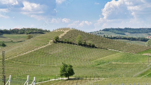 Fototapeta Naklejka Na Ścianę i Meble -  the landscapes of the Piedmontese Langhe of Barolo and Monforte d'alba in spring. Land of vineyards producing the best wines in the world