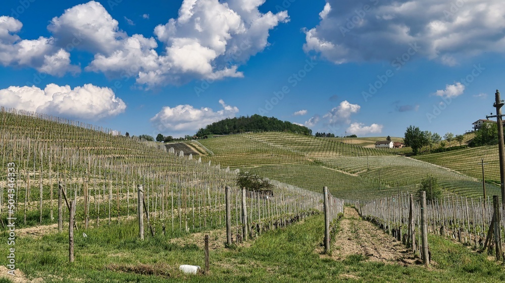 the vineyards of Barolo in the Piedmontese Langhe, where the grapes of the best wines in the world grow