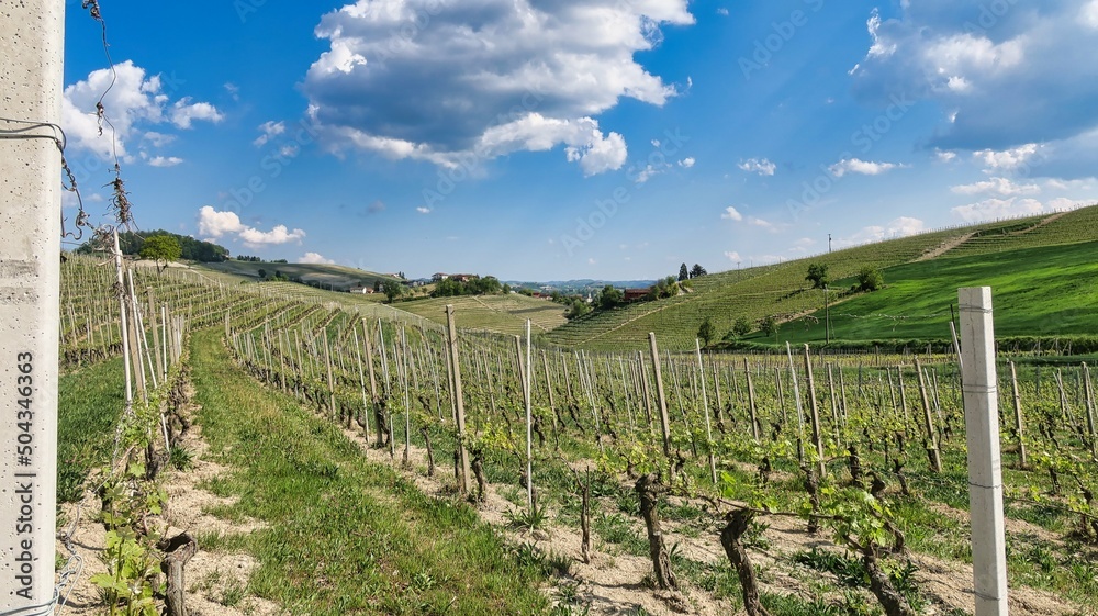 the vineyards of Barolo in the Piedmontese Langhe, where the grapes of the best wines in the world grow
