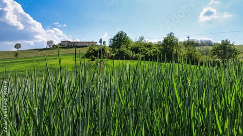 the Piedmontese Langhe between Barolo and Monforte d'Alba in spring in 2022 photo