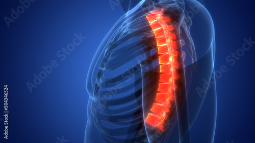 Spinal Cord Vertebral Column Thoracic Vertebrae of Human Skeleton System Anatomy photo