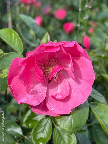 水滴のついた赤いバラの花。潤いのある